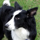 Trixie was adopted in November, 2009